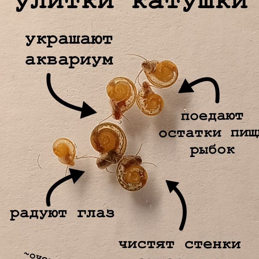 Улитки аквариумные катушки