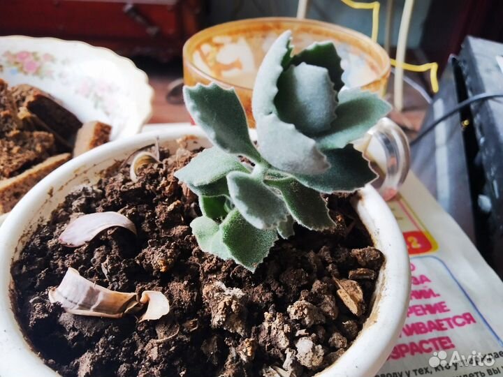 Суккуленты