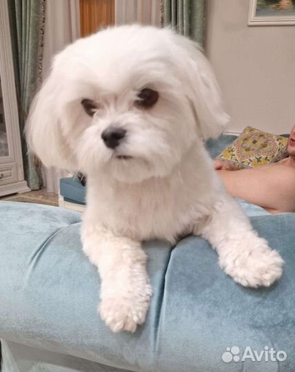 Мальчик ищет девочку для женитьбы