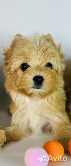 Золотая мини девочка йорк