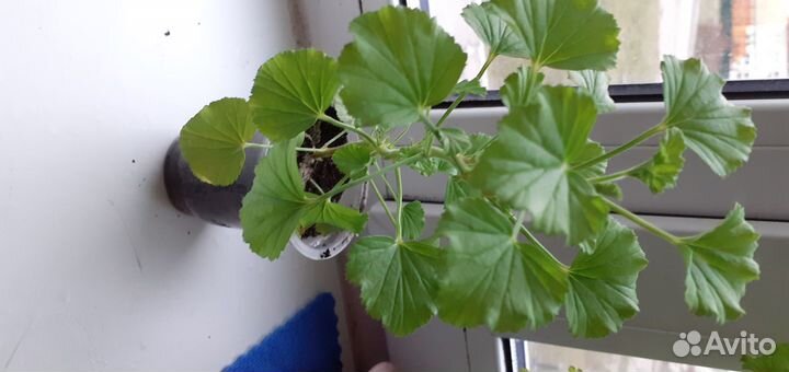 Пеларгония