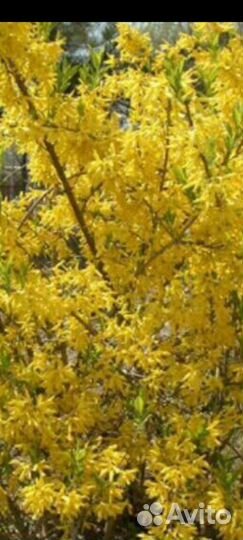 Форзиция саженцы и др