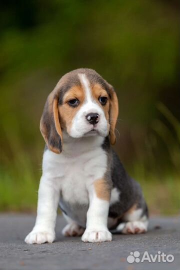 Щенки бигль - кобель