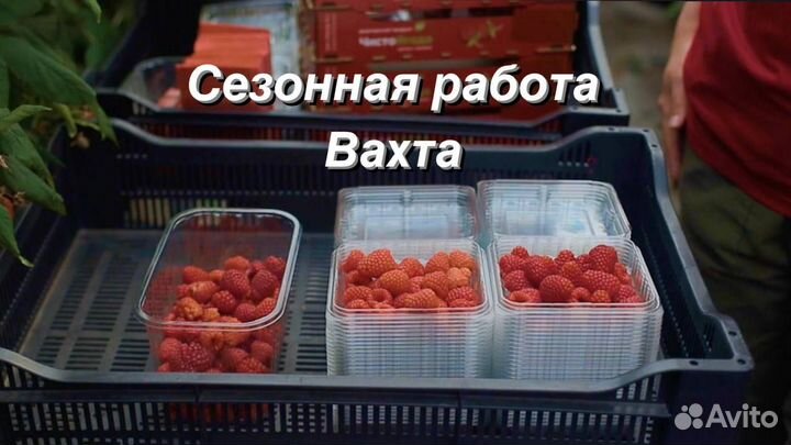 Рабочий на сбор урожая ягоды. Вахта