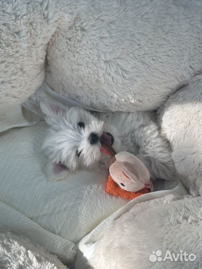 Мальтезе мальчик