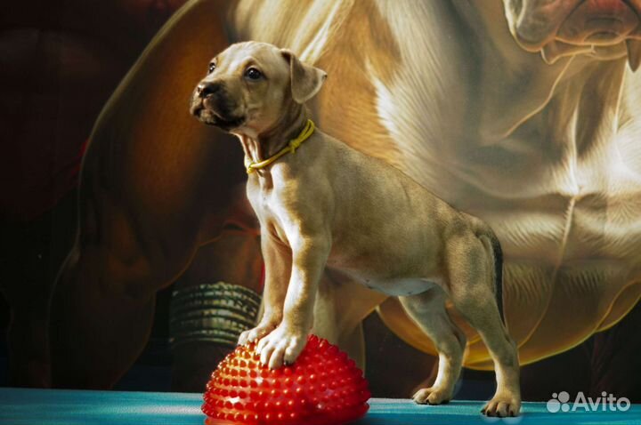 Щенки американского пит-бультерьера