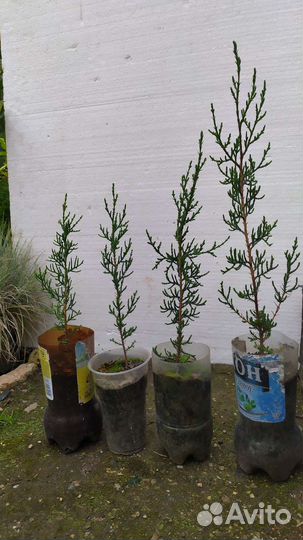 Кипарисы 3 вида