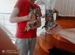 Кошки в добрые руки котята