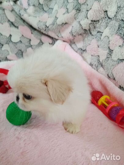 Щенки пекинеса