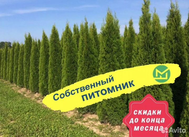 Туя смарагд саженцы