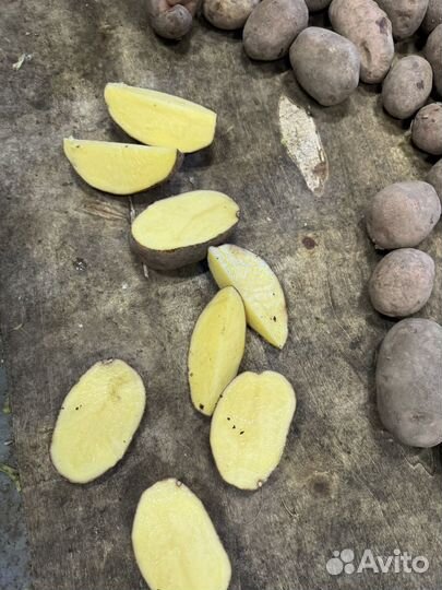 Продам картофель второй сорт. Урожай 2023