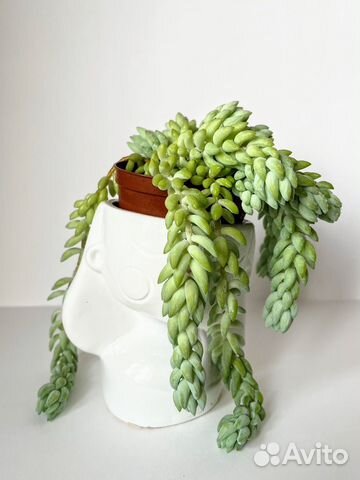 Суккуленты: Очиток Моргана, Седум (Sedum) купить в Красноярске | Товары ...