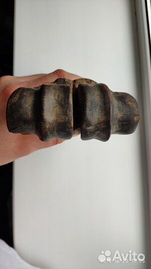 Окаменелая Кость доисторического ископаемого живот