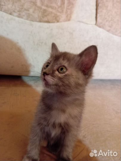 Отдам котят в добрые руки