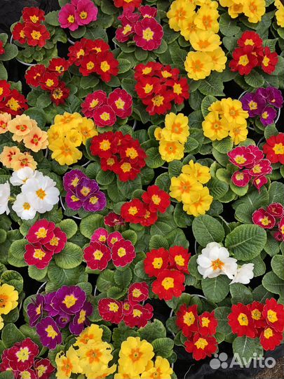 Цветы. Примула опт