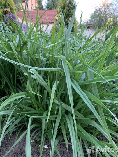 Традесканция