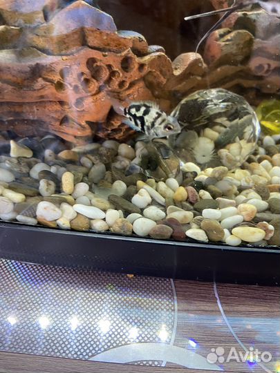 Рыбка сапфировый попугай