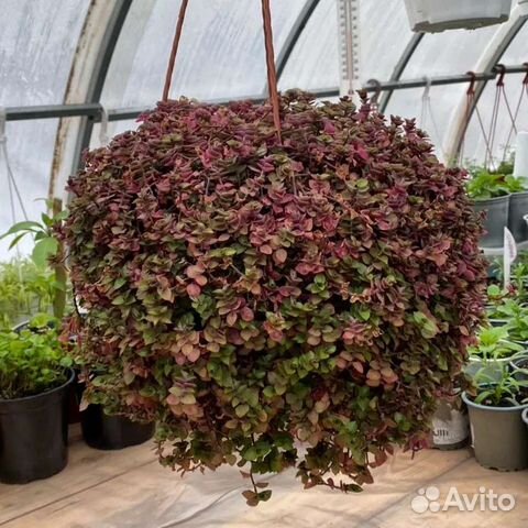 Ампельные растения для кашпо