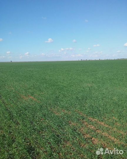 Азофоска 16:16:16