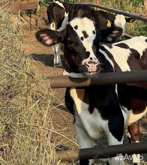 Ч Телята мясной породы