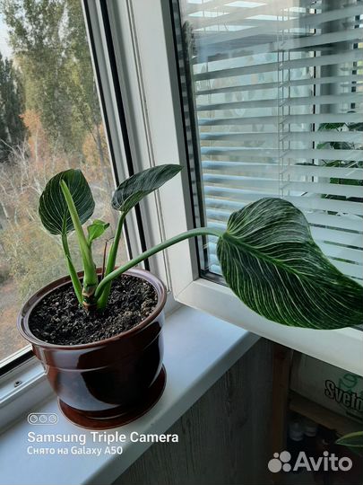 Филодендрон биркин