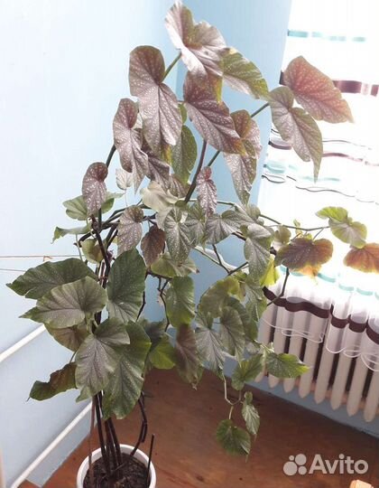 Королевская бегония