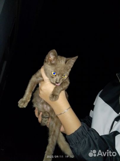 Котята в добрые руки