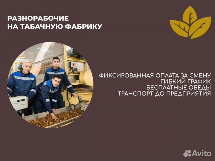 Разнорабочие сортировка табачных изделий без опыта