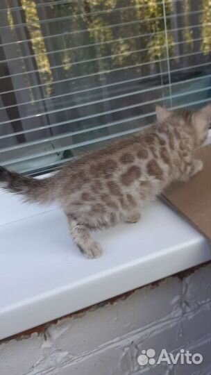 Бенгальские котята