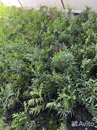 Черенки туи смарагд