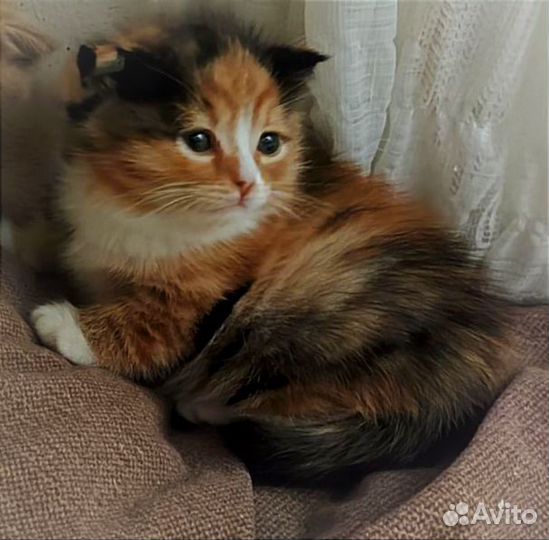 Кошка