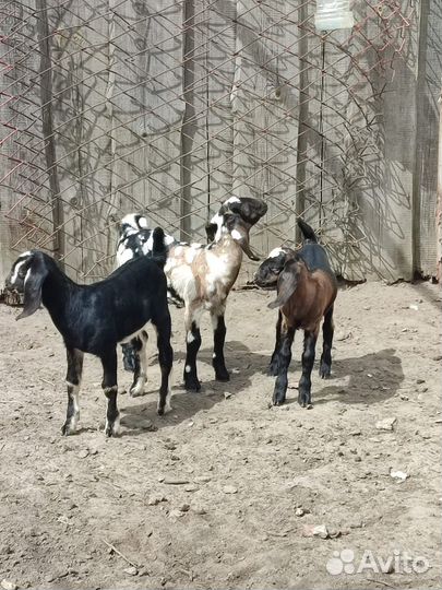 Нубийские козочки