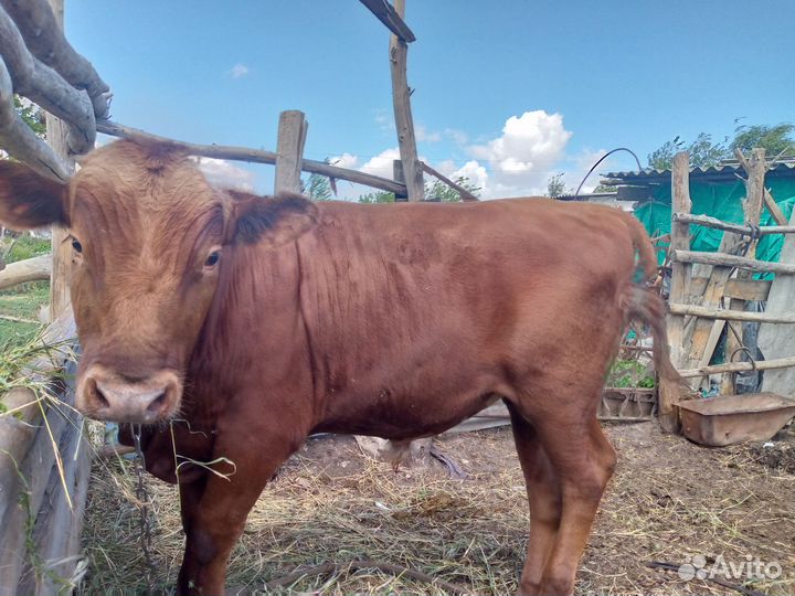 Бычок, 1 год и 3 месяца