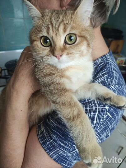 Кошечка Милочка