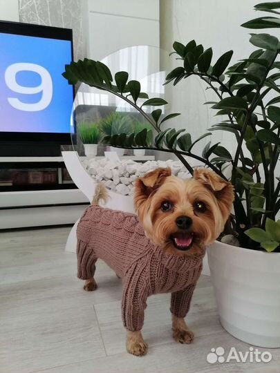Комбинезон для маленькой собаки