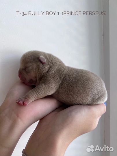 Американский булли щенки