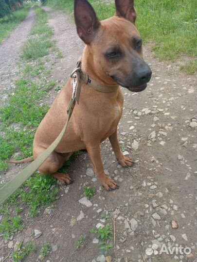 Тайский риджбек