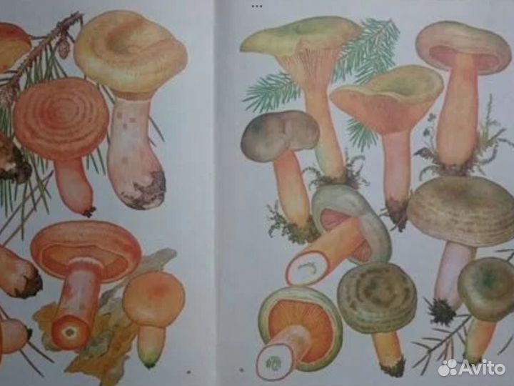 Книга Грибы Федоров Ф.В