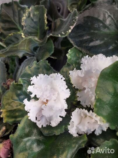 Листики Фиалки