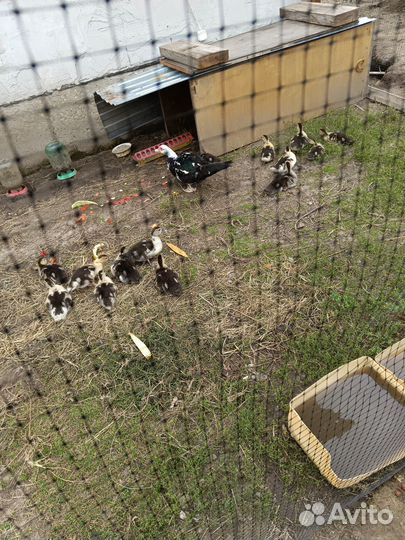 Домашние куриные яйца