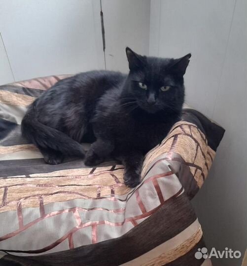 Красавица Ноча - молодая кошка ищет дом