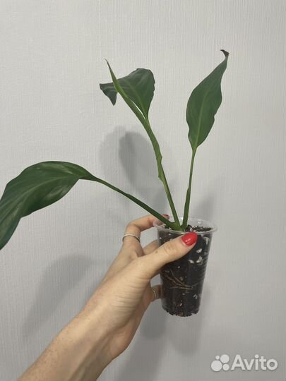 Спатифиллум