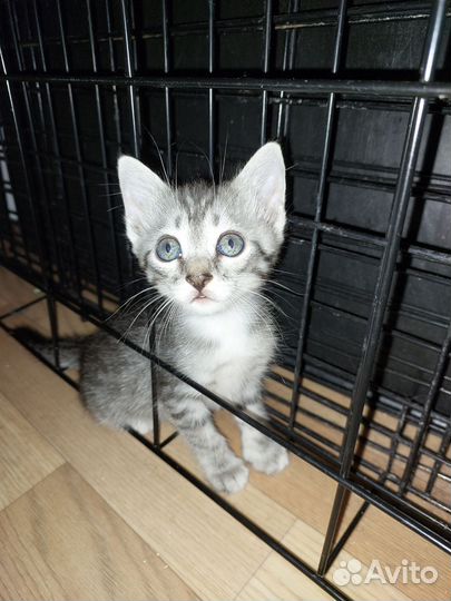 Котёнок девочка в добрые руки