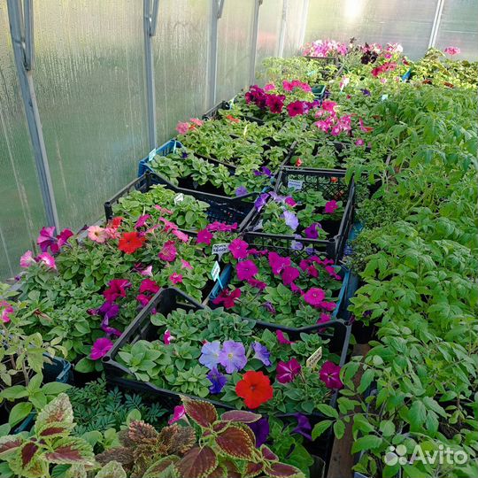 Рассада однолетних цветов