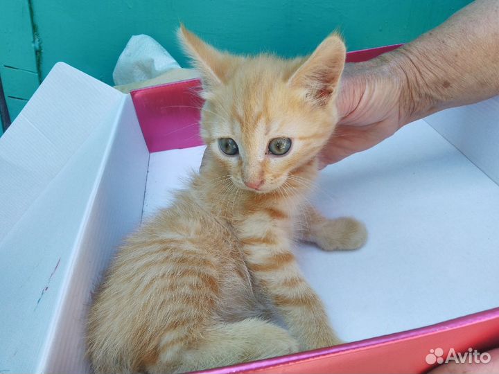 Кот и кошка