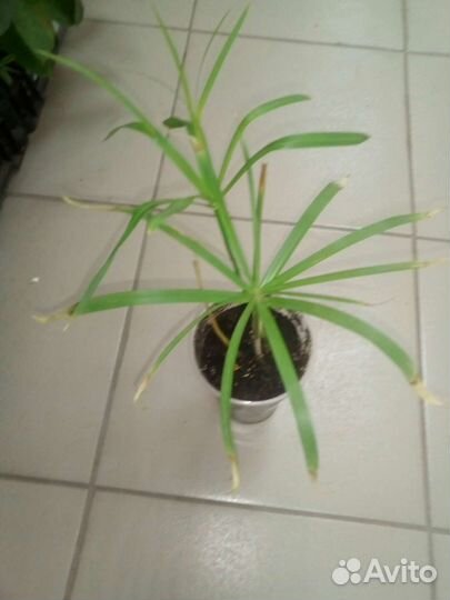 Циперус папирус