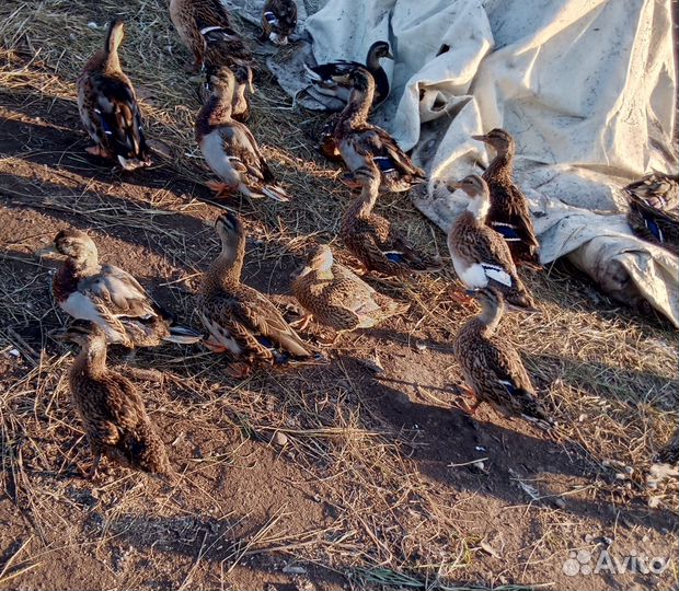 Подсадные утки