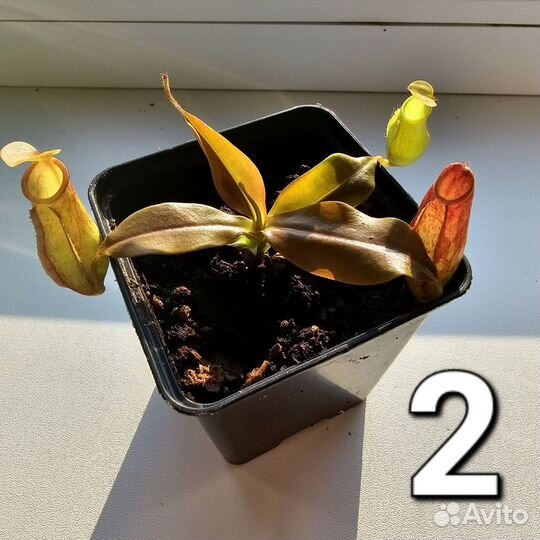 Непентес Гая