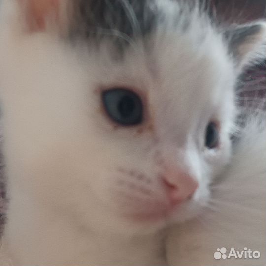 Наимилейшие котятки