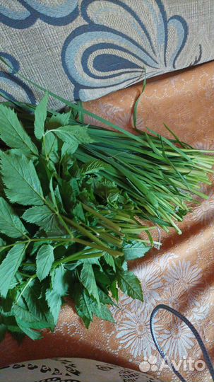 Зелень свежая(чеснок,сныть)